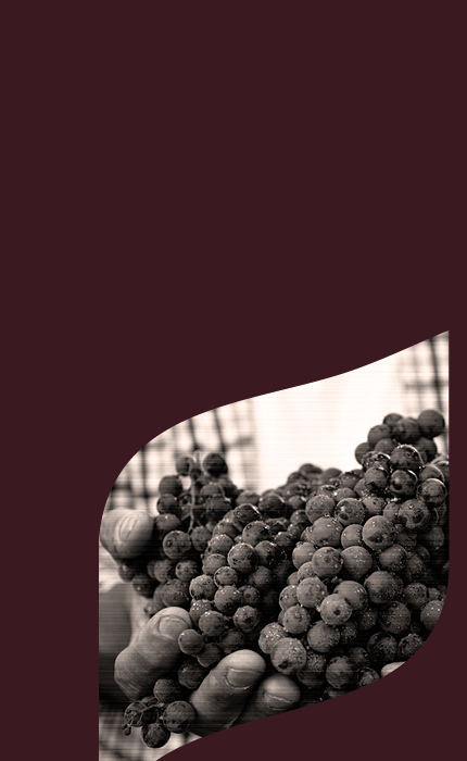 agricultura card wine mobile