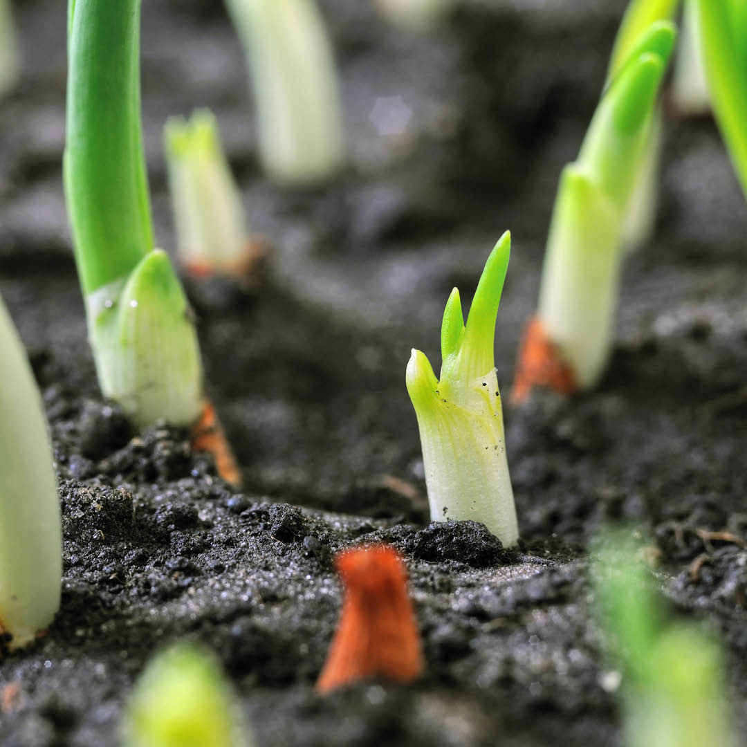agricultura 2023
